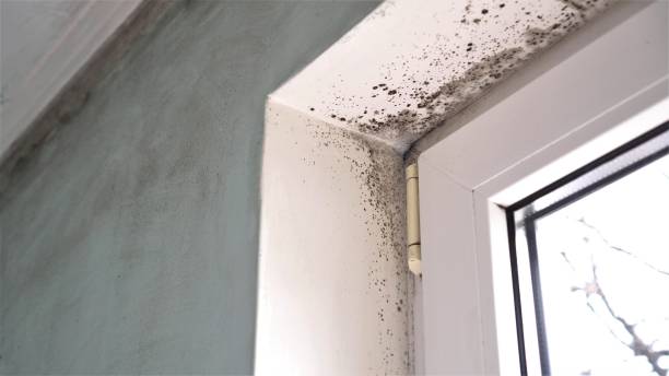 Best Residential Mold Removal  in Huntington, VA