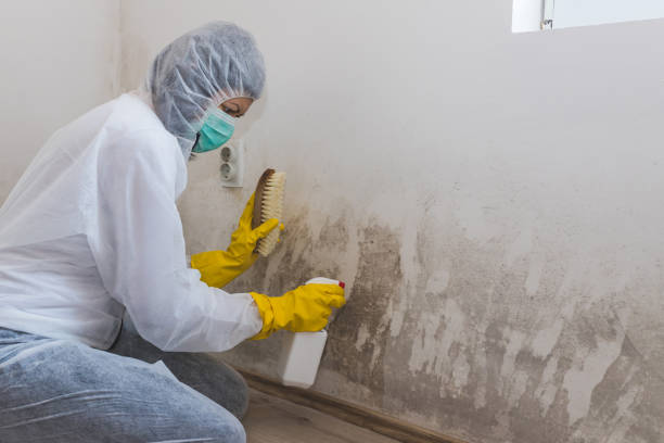 Best Mold Removal Company Near Me  in Huntington, VA