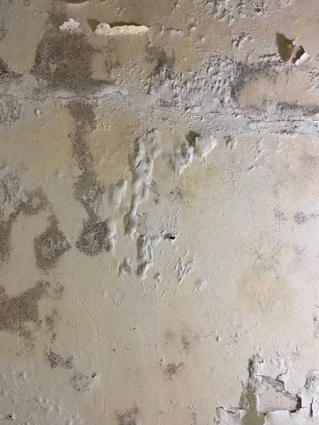 Best Home Mold Removal  in Huntington, VA