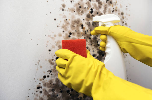 Trusted Huntington, VA Mold Removal Experts
