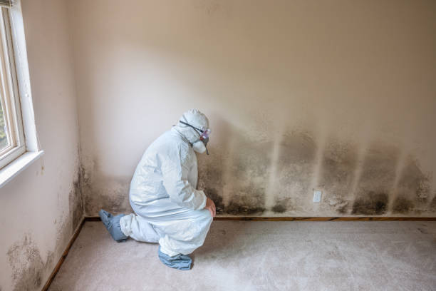 Best Black Mold Removal  in Huntington, VA
