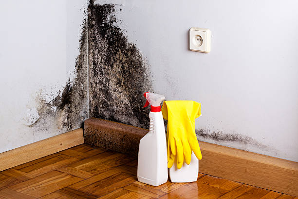 Best Certified Mold Removal  in Huntington, VA