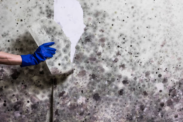 Best Water Damage Restoration  in Huntington, VA
