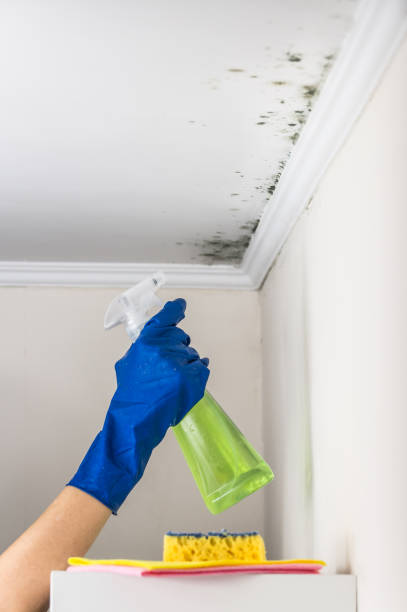 Best Professional Mold Removal  in Huntington, VA